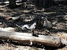 photo thumbnail #15
