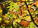 photo thumbnail #11