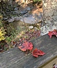 photo thumbnail #6