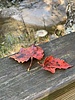 photo thumbnail #7