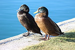 photo thumbnail #13