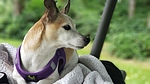 photo thumbnail #6