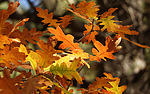 photo thumbnail #15