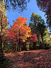 photo thumbnail #12