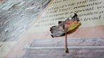 photo thumbnail #10