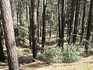photo thumbnail #12