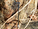 photo thumbnail #14