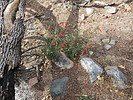 photo thumbnail #7