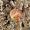 photo thumbnail #5