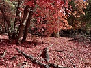 photo thumbnail #14