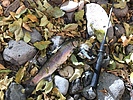 photo thumbnail #8