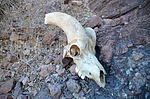 photo thumbnail #12