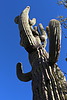 photo thumbnail #10