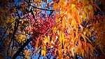 photo thumbnail #13