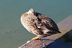photo thumbnail #15