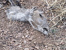 photo thumbnail #5