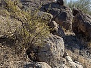 photo thumbnail #4
