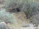 photo thumbnail #11