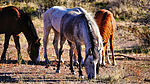photo thumbnail #8