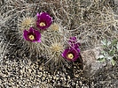 photo thumbnail #8