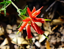 photo thumbnail #12