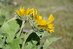photo thumbnail #6