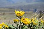 photo thumbnail #15