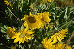 photo thumbnail #4