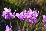 photo thumbnail #12