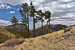 photo thumbnail #8