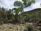 photo thumbnail #10