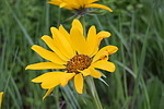 photo thumbnail #4