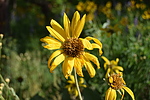 photo thumbnail #8