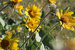 photo thumbnail #13