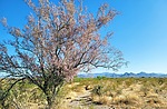 photo thumbnail #5