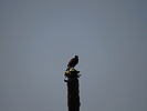 photo thumbnail #12