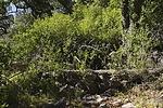 photo thumbnail #12