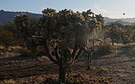 photo thumbnail #6