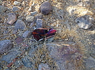 photo thumbnail #11