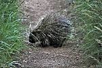 photo thumbnail #2
