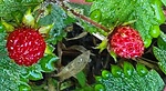 photo thumbnail #8