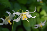 photo thumbnail #10