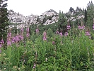 photo thumbnail #15