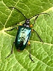 photo thumbnail #10