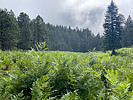 photo thumbnail #10
