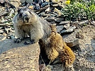 photo thumbnail #7