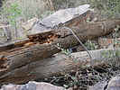 photo thumbnail #15