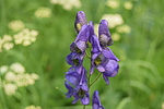 photo thumbnail #15