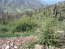 photo thumbnail #2
