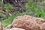 photo thumbnail #4